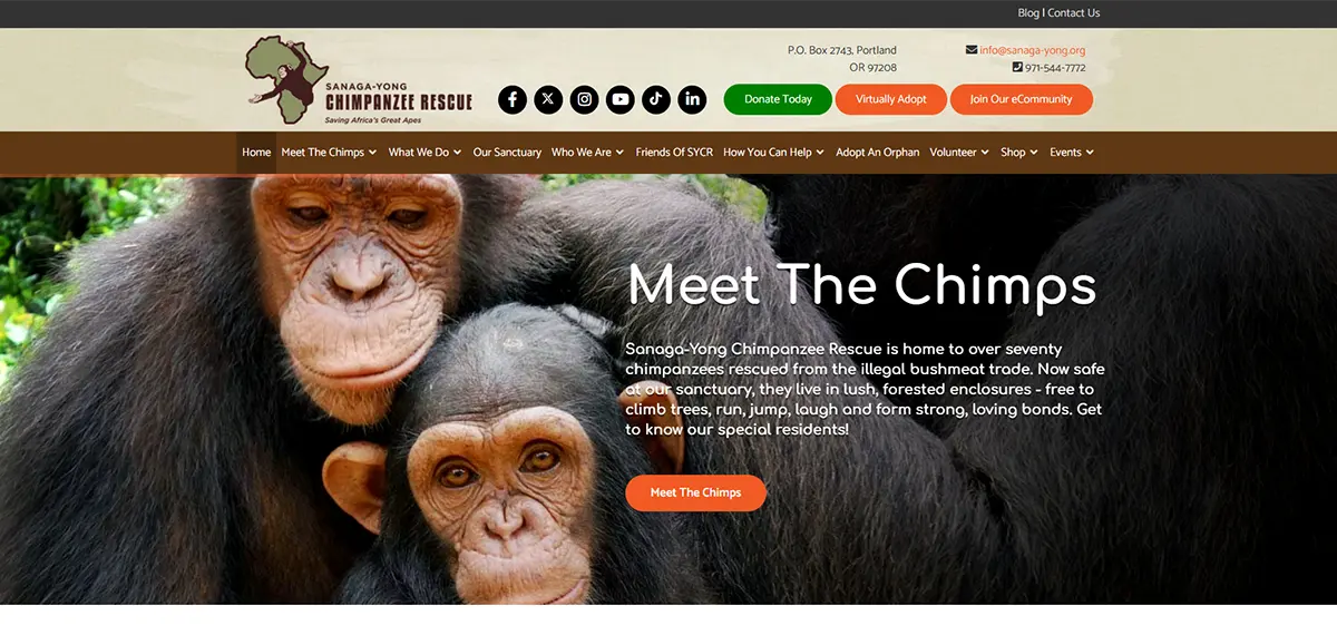 Sanaga-Yong Chimpanzee Rescue